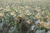 Tournesols regardant les Faysses